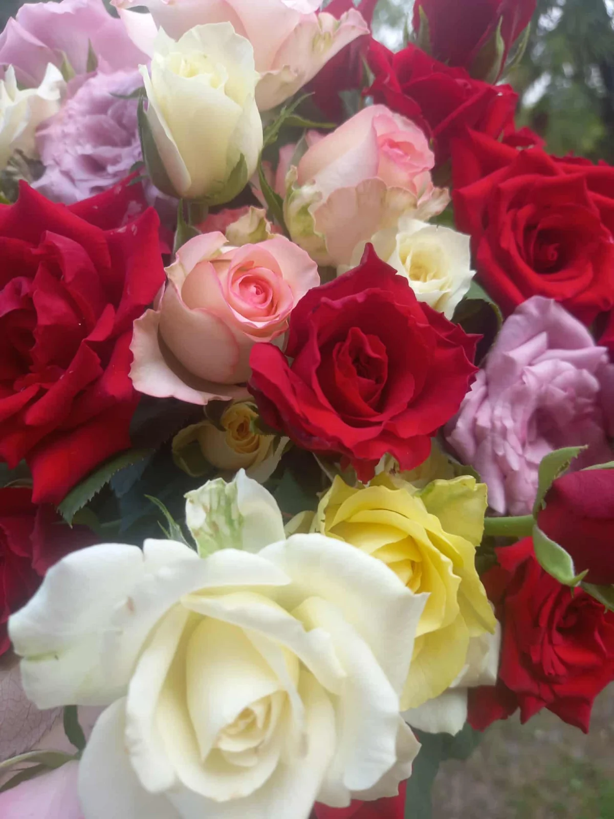 ყვავილების სათბური